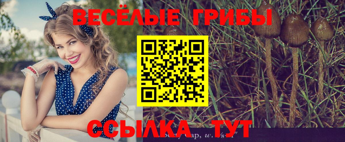 даркнет сайт  Вход с VPN  Чистополь  Псилоцибиновые грибы ЛСД 